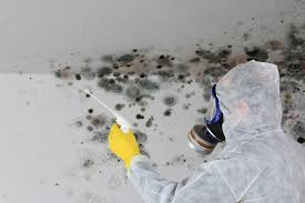 Best Black Mold Removal  in Patchogue, NY